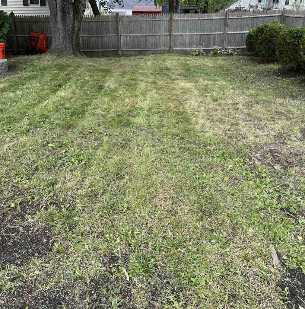 Freshly mowed and striped backyard lawn with trimmed shrubs after landscape cleanup in Durham NH