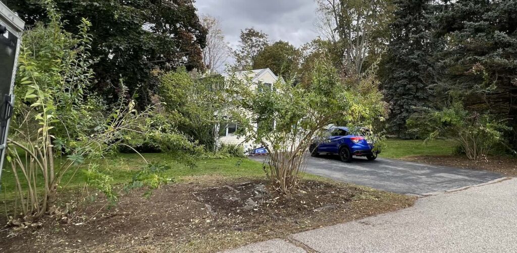 Heavily trimmed shrubs after landscape restoration and cleanup in Greenland NH