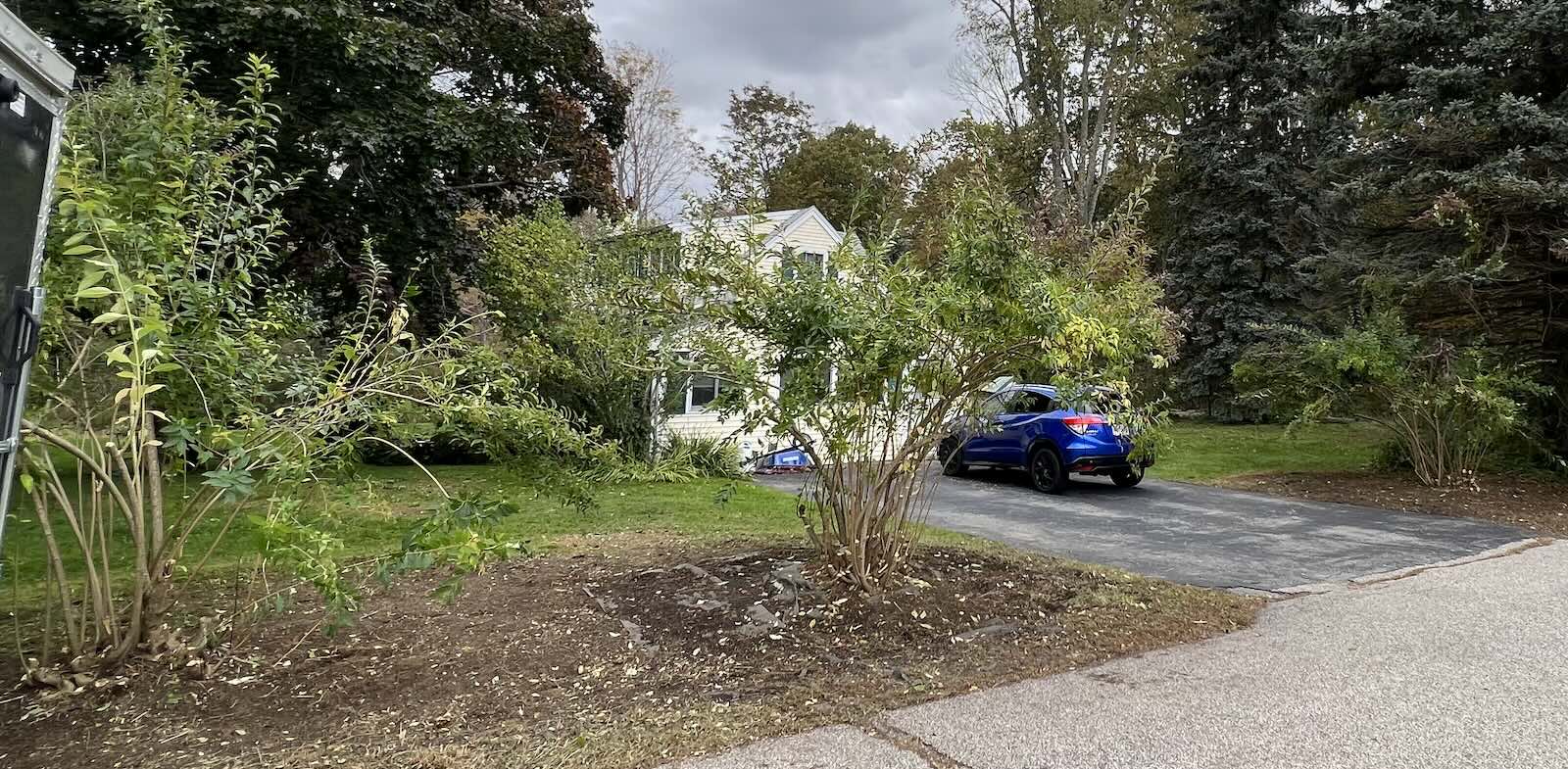 Heavily trimmed shrubs after landscape restoration and cleanup in Greenland NH