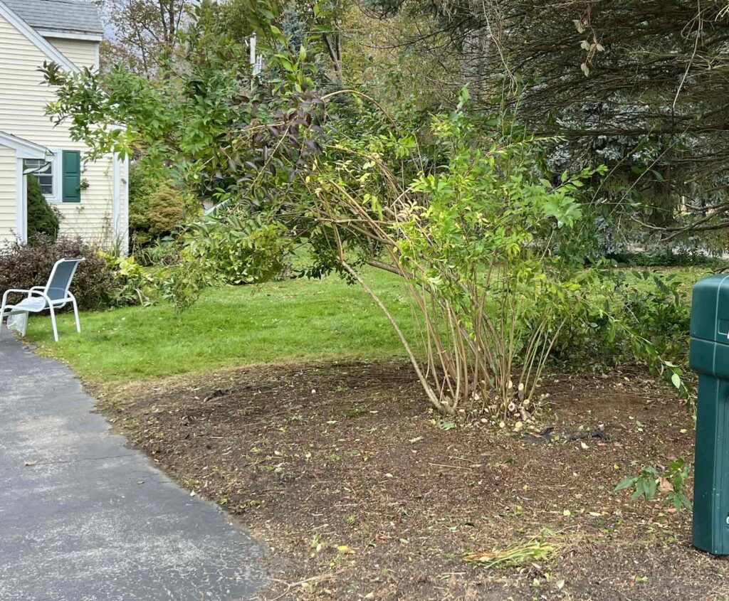 Neatly trimmed forsythia shrubs after landscaping and shrub trimming in Greenland NH