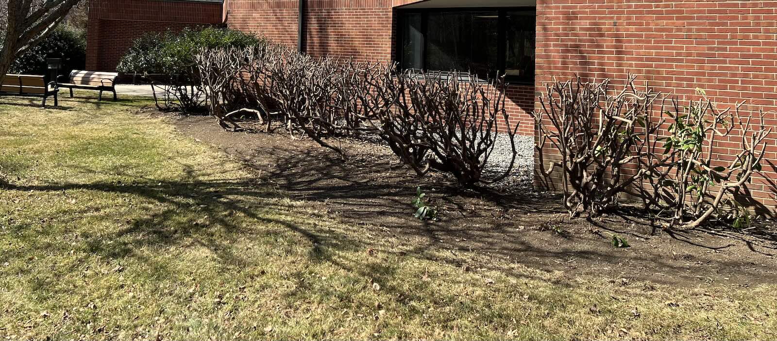Heavily pruned and landscaped rhododendrons restoring window visibility in Newington NH