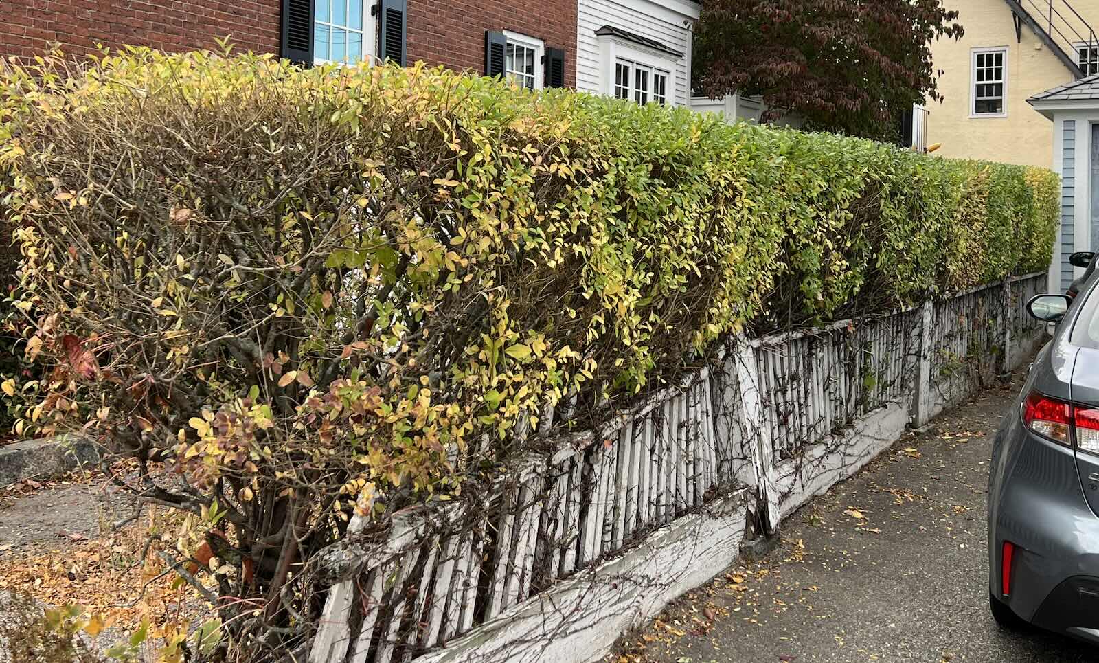 Neatly trimmed shrubs after landscaping maintenance in Portsmouth NH