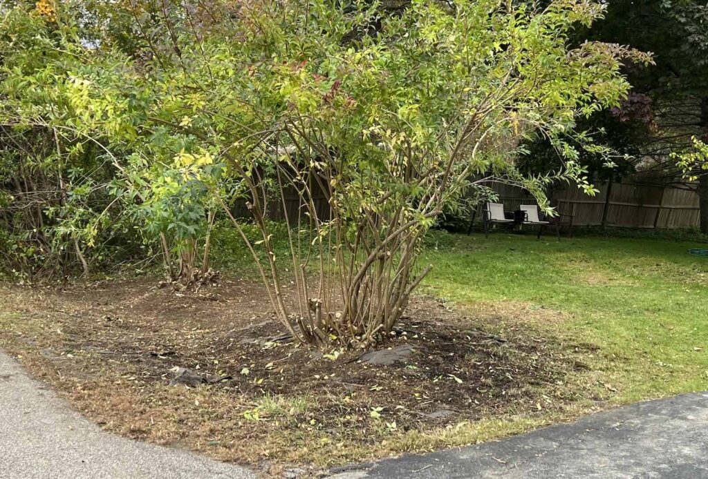 Freshly trimmed forsythia shrubs after landscaping and shrub pruning in Portsmouth NH