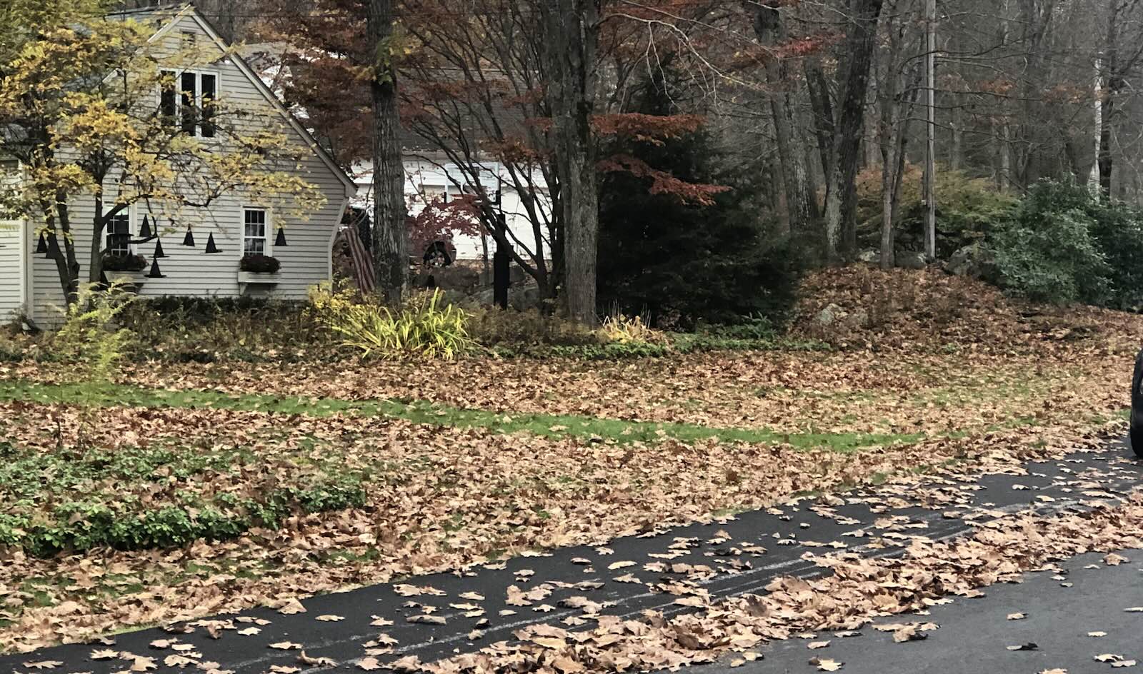 Lawn completely covered with fallen leaves before fall yard cleanup in Portsmouth NH