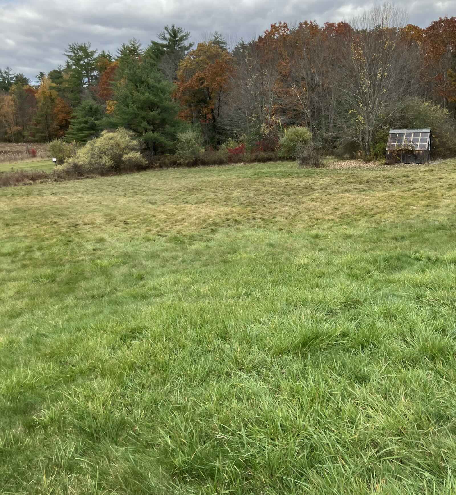 Overgrown backyard and field before lawn restoration in Durham NH