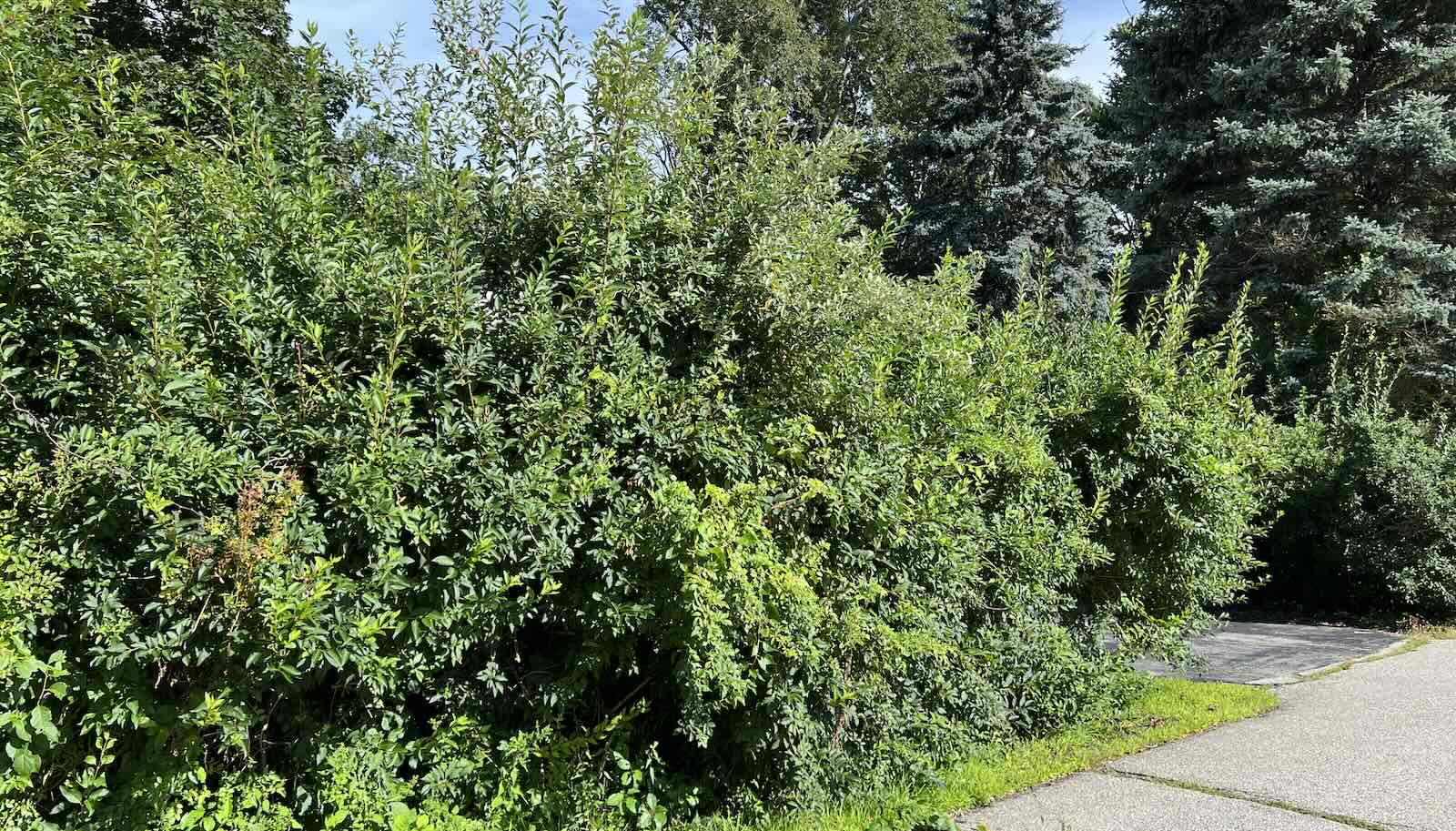 Extremely overgrown forsythia shrubs before landscape cleanup in Greenland NH