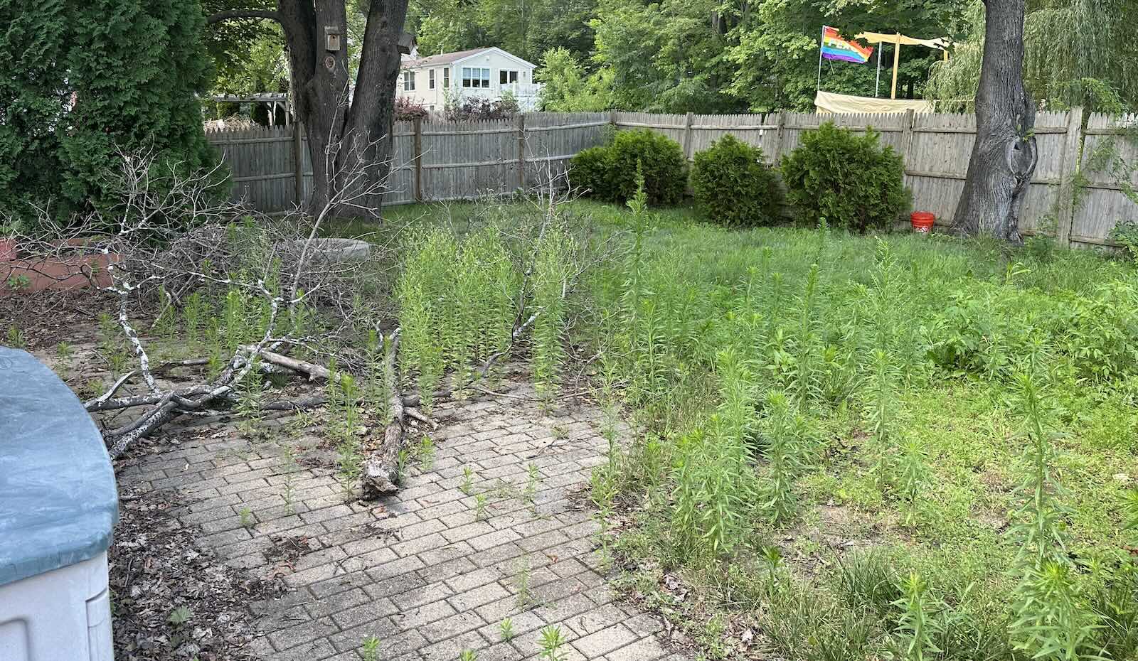 Overgrown backyard with fallen branches and debris before landscape cleanup in Portsmouth NH
