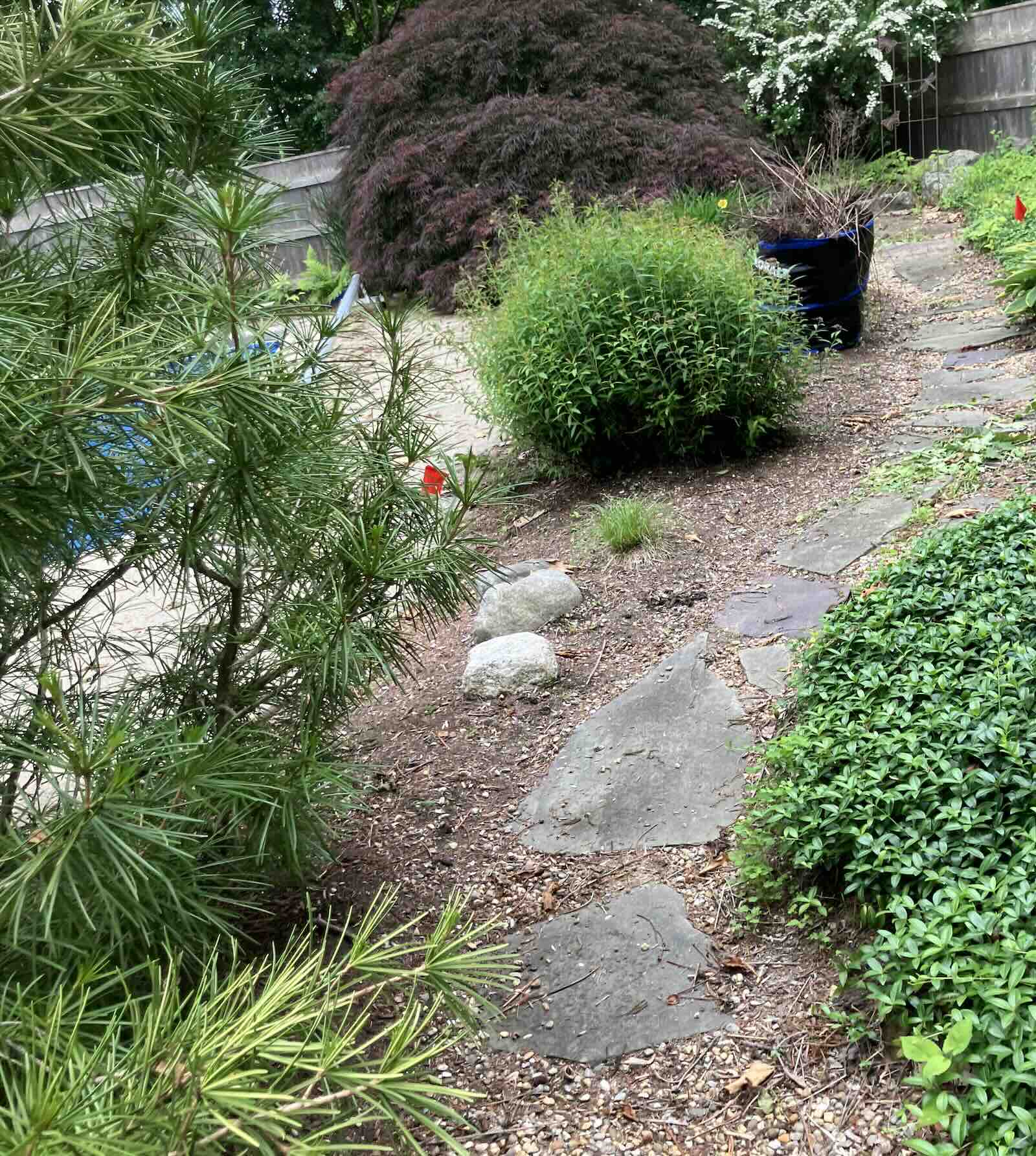 Worn mulch beds around pool before landscaping cleanup in Stratham NH