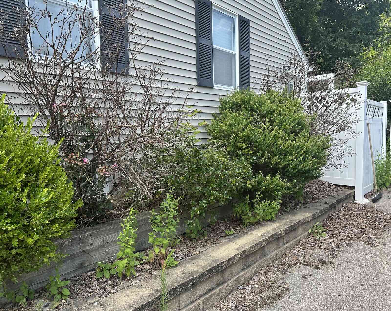 Overgrown shrubs, weeds, and debris in landscape beds before landscaping cleanup in Dover NH