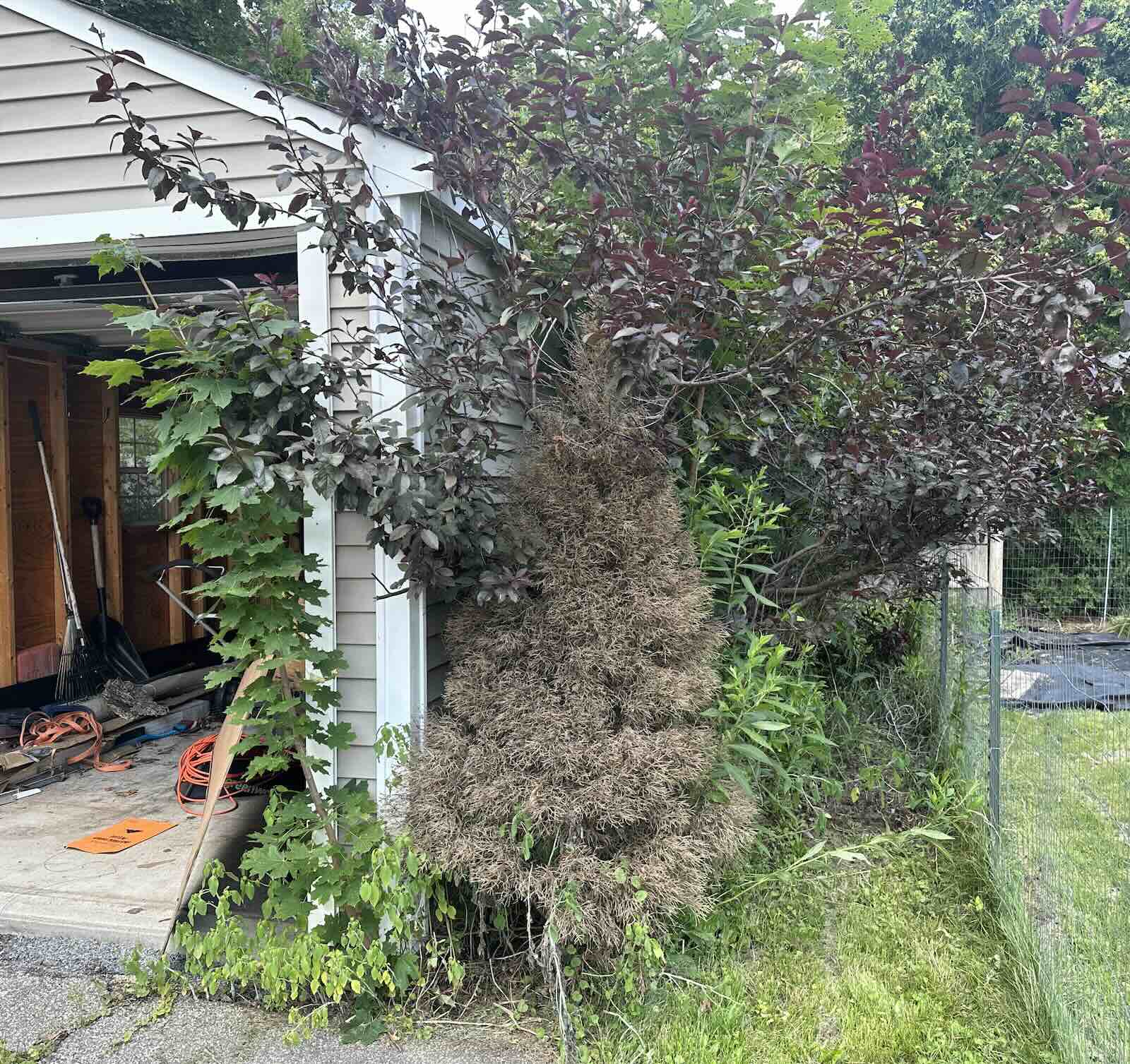 Heavy overgrowth, saplings, and weeds overtaking garage before landscape clearing in Kittery ME