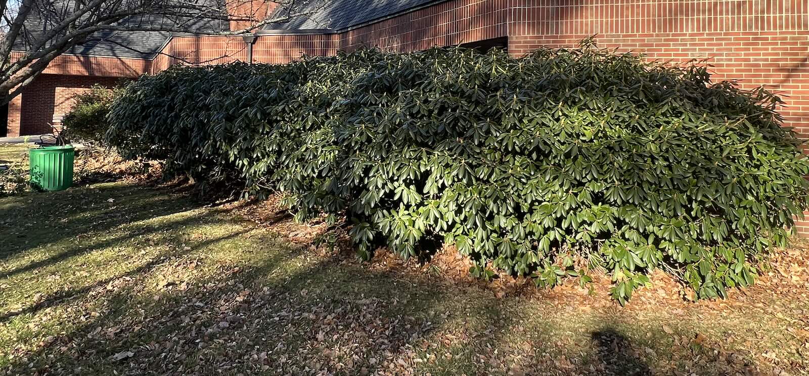 Large overgrown rhododendrons covering windows before shrub pruning and landscaping in Newington NH