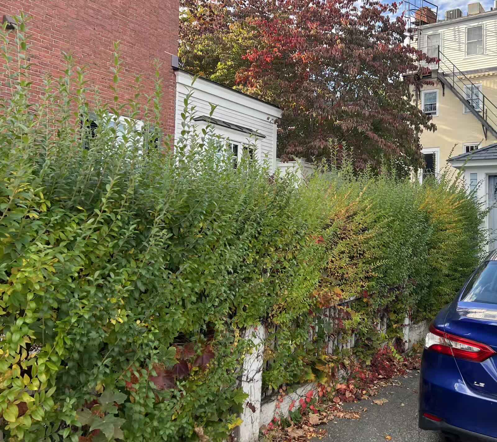Overgrown shrubs before landscape trimming and cleanup in Portsmouth NH
