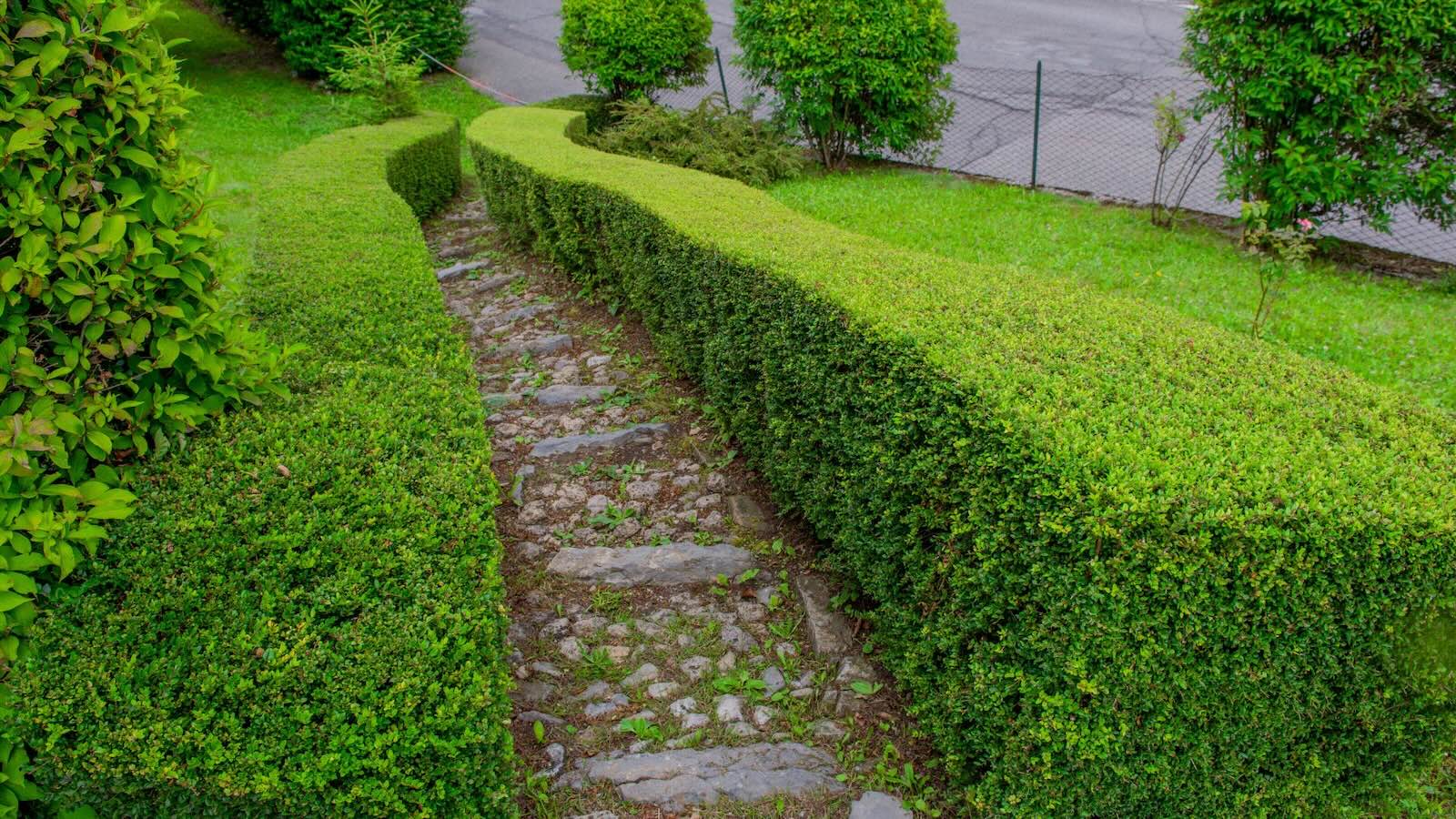 Hedge Trimming – Dover NH Hedge trimming service in Dover NH residential landscaping